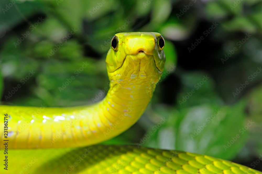 Naklejka premium Mamba zielona (Dendroaspis angusticeps) - mamba zielona