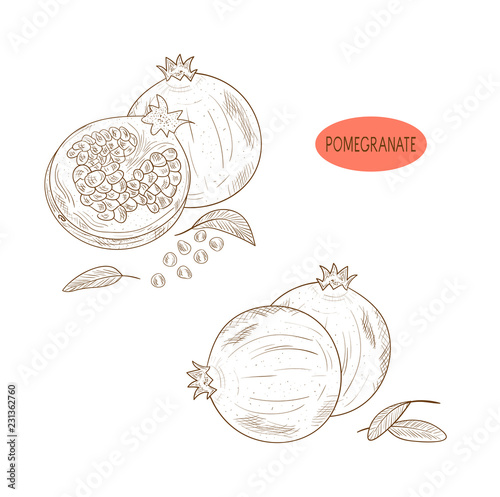 Pomegranate tree. Fruit. Sketch. Set. Monotonous. On a white background.
