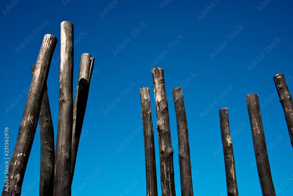 group of charred wooden poles against blue sky