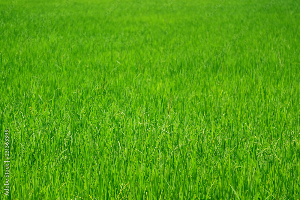 Vibrant green growing rice plants in the paddy field, central region of Thailand Vibrant green growing rice plants in the paddy field, central region of Thailand