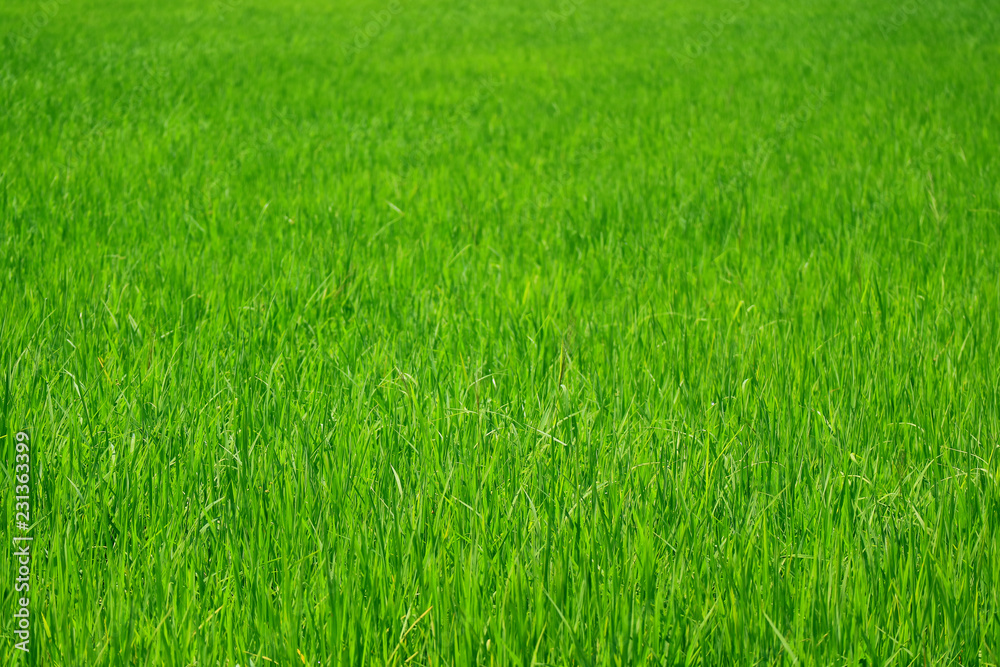 Vibrant green growing rice plants in the paddy field, central region of Thailand