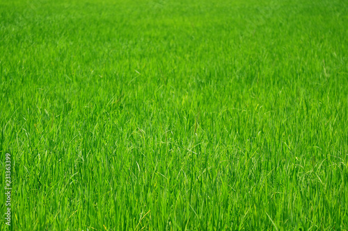 Vibrant green growing rice plants in the paddy field, central region of Thailand