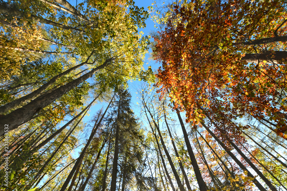 Fototapeta premium Beautiful trees set against the blue sky.