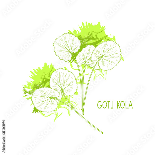 Gotu kola. Plant. Leaves. Sketch. Green.