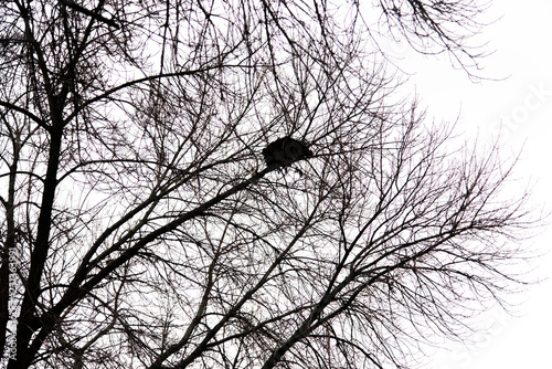 A Bird Nest in a Tree