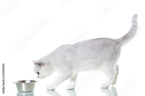 Fototapeta Naklejka Na Ścianę i Meble -  beautiful young cat breed Scottish chinchilla straight
