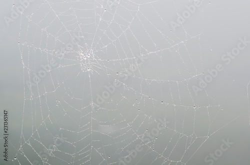 wet spider web in the nature, dew on cobweb
