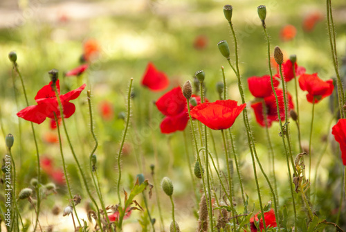 Summer meadow with poppies - Sommerwiese mit rotem Klatschmohn