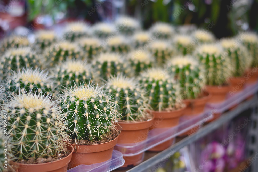 cactus in flower pots