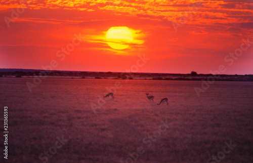 Piper Pan at the sunset with springbok, Central Kalahari Game Reserve, Ghanzi, Botswana, Africa
