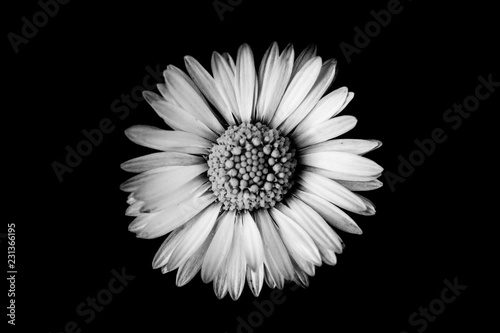 white daisy on black background