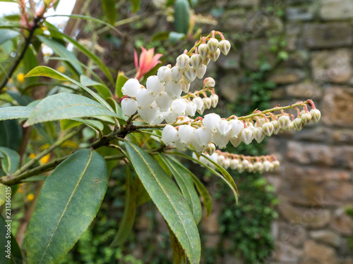 Pieris japonica or andromeda or fetterbush plant. photo