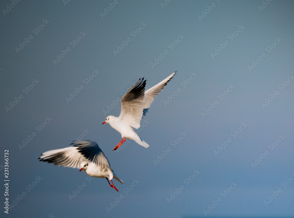 Obraz premium Rybitwie Igraszki 