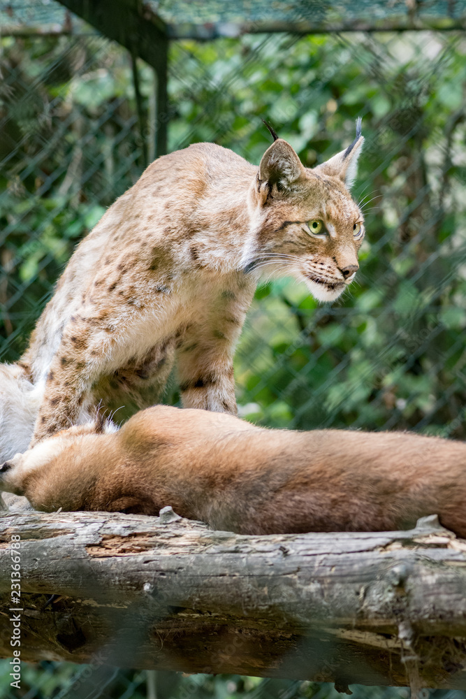Fototapeta premium Lynx