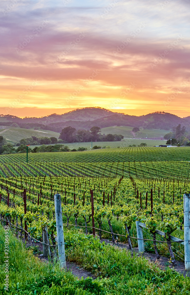 Vineyards at sunset in California, USA - obrazy, fototapety, plakaty 