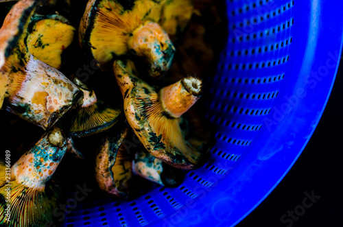 Bloody milk cap (Lactarius sanguifluus) mushrooms, famous mushrooms from the south of Europe photo