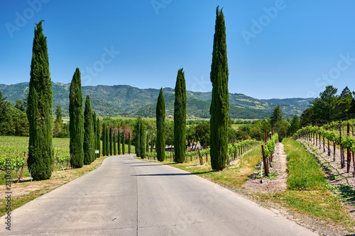 Vineyards in California, USA