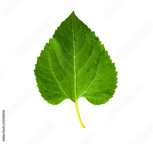 Blatt