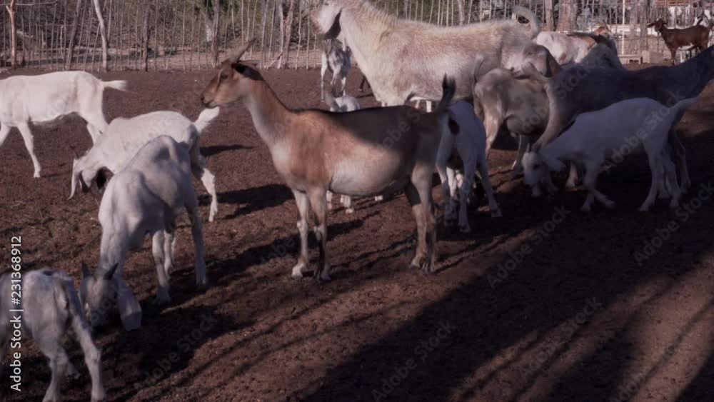Goats 2 Goats 2