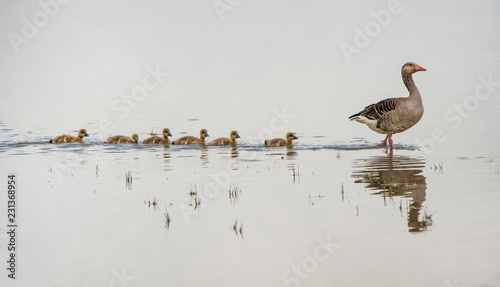 adult greylag goose on the lake followed from its squabs reflecting in the water - national park Neusiedlersee Seewinkel Burgenland Austria