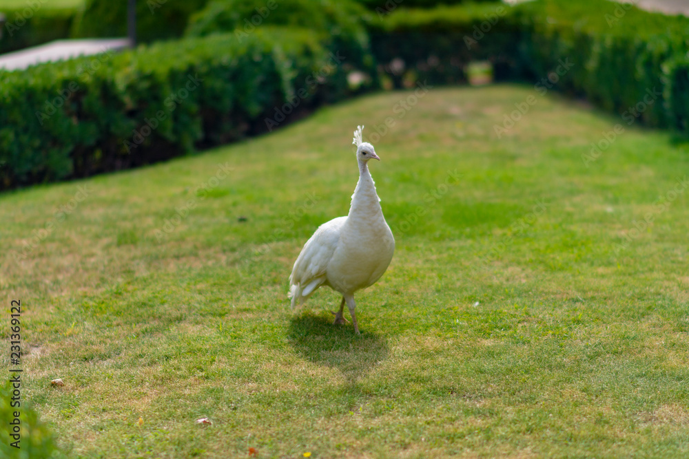 Naklejka premium White peacock on the grass in the park