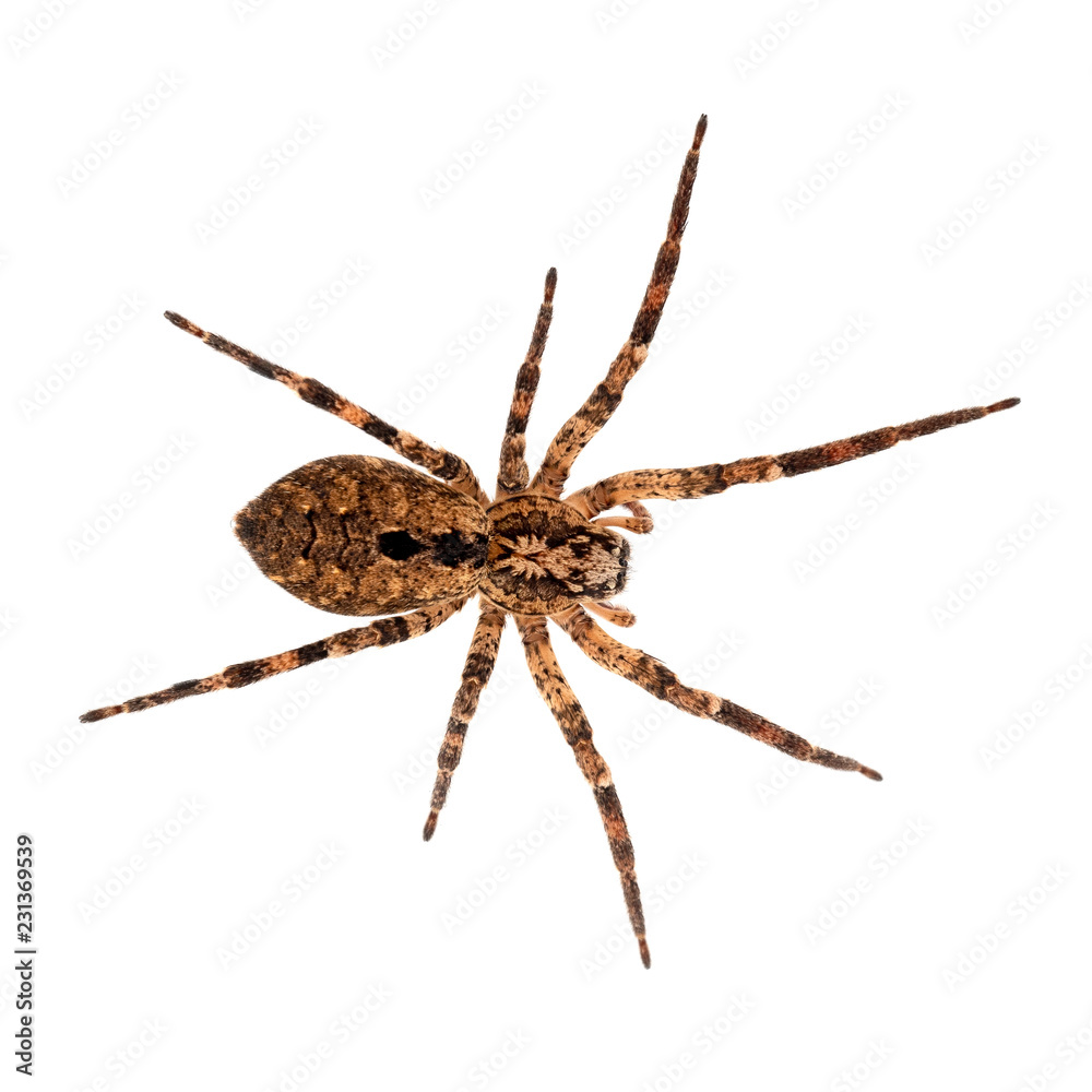 Fototapeta premium Zoropsis spinimana, False wolf spider. Large brown and hiary. Isolated on white.