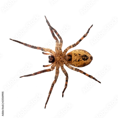 Fotografia Zoropsis spinimana, False wolf spider, underside - photo taken through glass