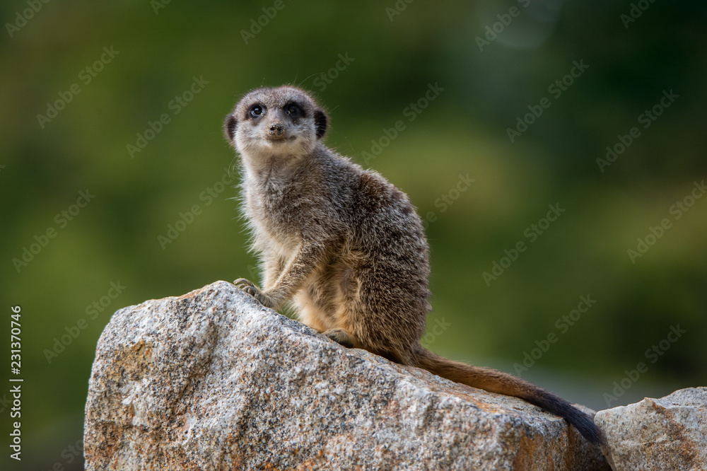 Fototapeta premium meerkat sitting on a stone looking at camera on a soft green background