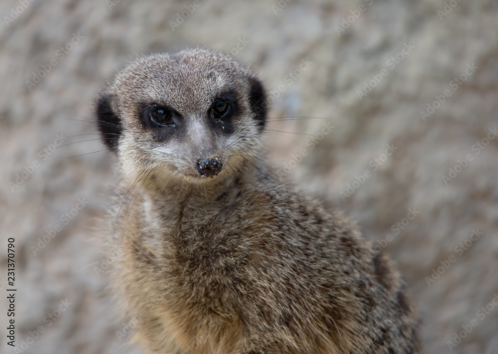Fototapeta premium portrait of a suricate with sandy snout on a bright blurry background