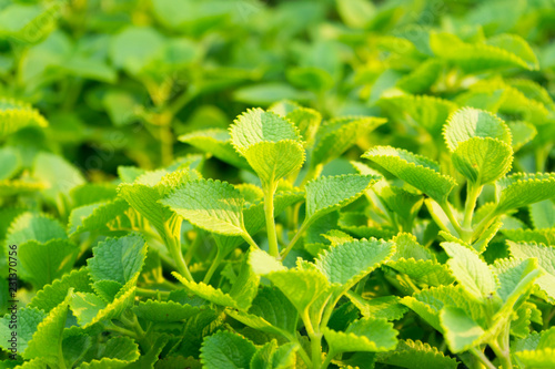 Plectranthus amboinicus (Lour.) Spreng plants. Juice extract from the ear drops to neutralize the juice. Cure colds. photo