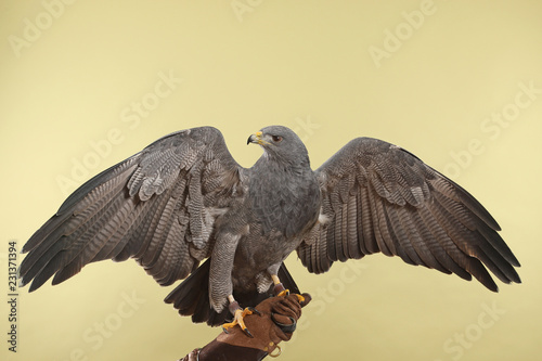 Kordillerenadler auf einem Falknerhandschuh im Studio mit hellem Hintergrund photo