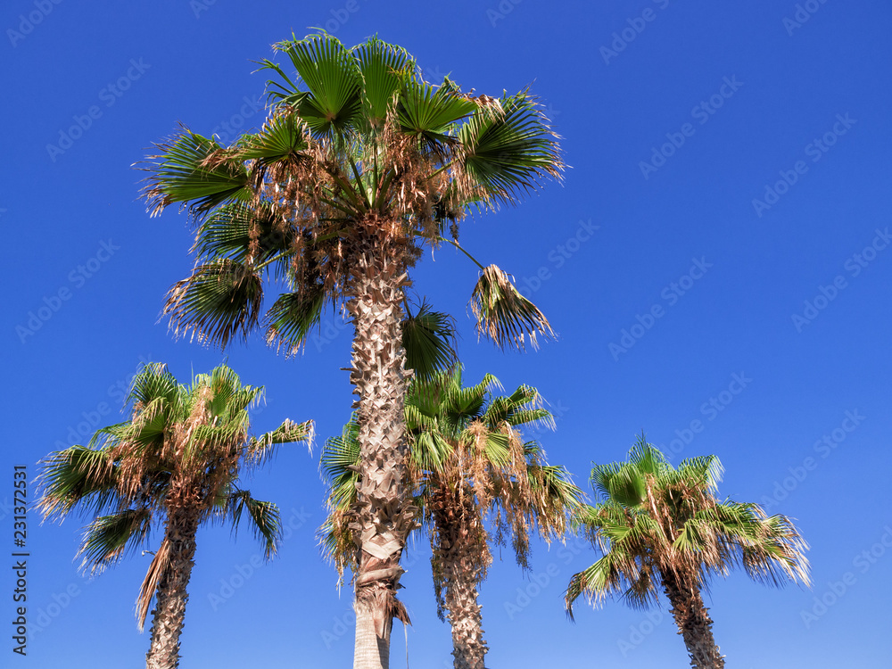 Fototapeta premium Palm Trees Against Clear Sky