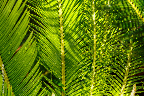 Tropical exsotic green palm leaves  close up