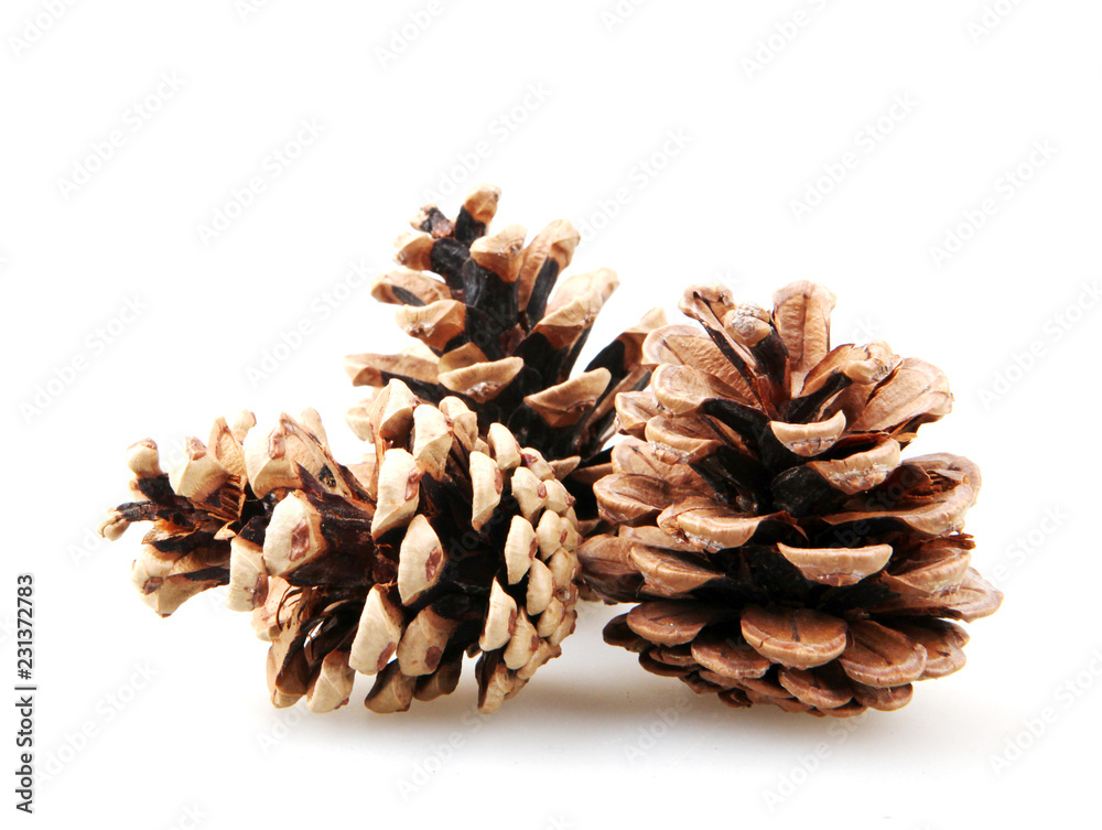 Large Natural Pine Cone Isolated On White Background Large Natural Pine Cone Isolated On White Background