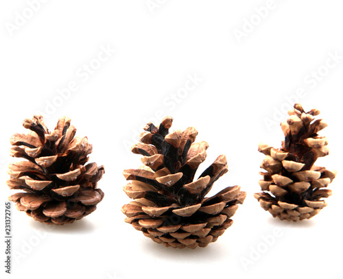 Large Natural Pine Cone Isolated On White Background