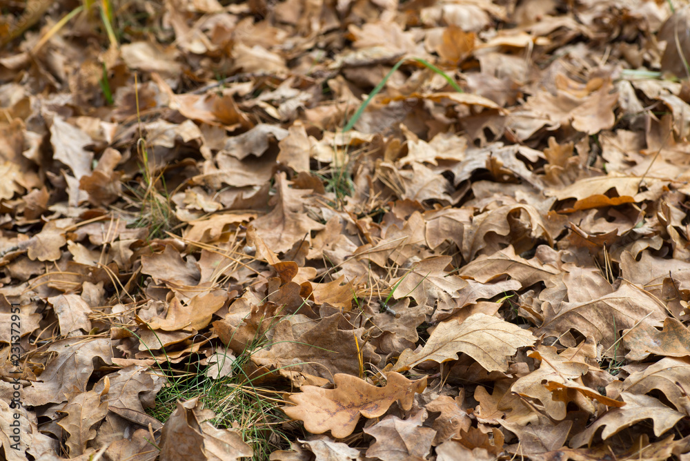 fallen brown oak leaves on ground fallen brown oak leaves on ground