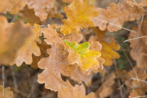 orange oak leaves on twig