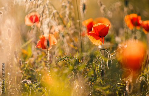 Fototapeta Naklejka Na Ścianę i Meble -  poppy flowers in the green field