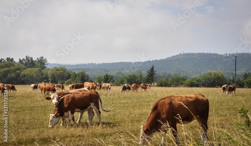 Cows graze freely in the meadow.