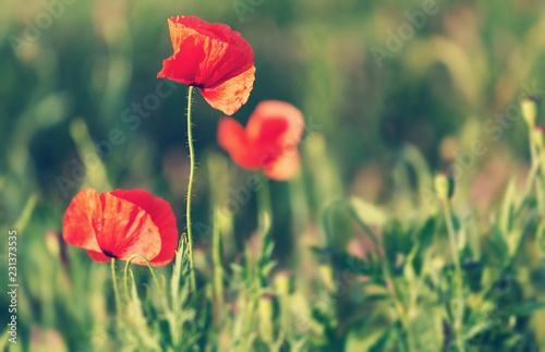 Fototapeta Naklejka Na Ścianę i Meble -  amazing red flowers of poppy on sky background. copy spase. closeup. small depth of field. original creative image. Retro and vintage style