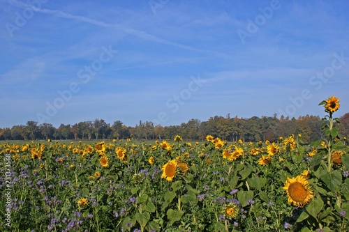 Fototapeta Naklejka Na Ścianę i Meble -  Sonnenblumenfeld mit Phacelia im herbstlichen Reinhardswald
