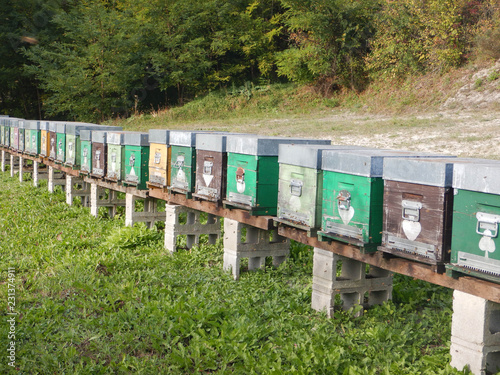 Apiary in a meadow in the Langhe, Piedmont - Italy