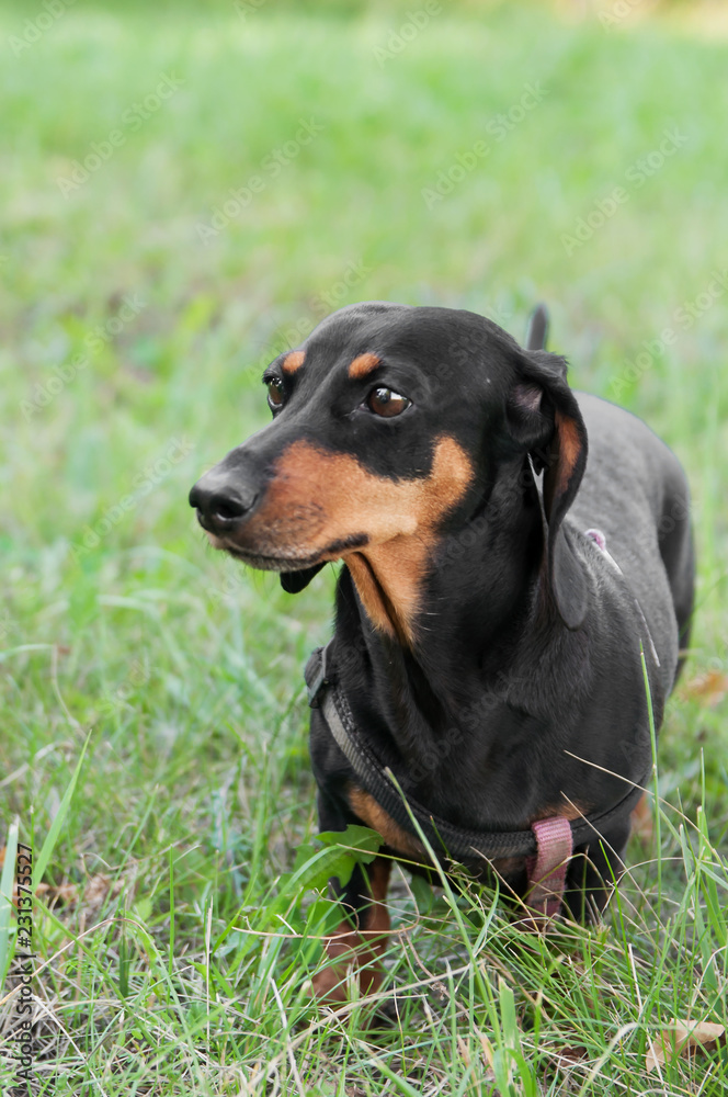 portrait of a dog dachshund black tan, standing on grass portrait of a dog dachshund black tan, standing on grass