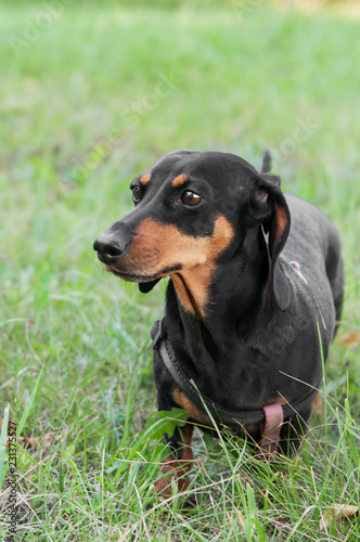 portrait of a dog dachshund black tan, standing on grass