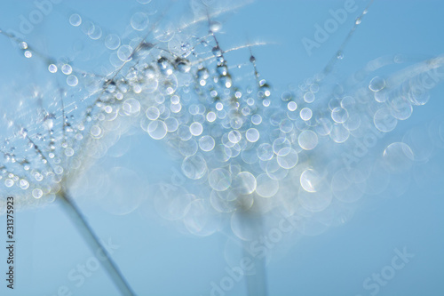 Foto Beautiful dew drops on a dandelion seed macro.