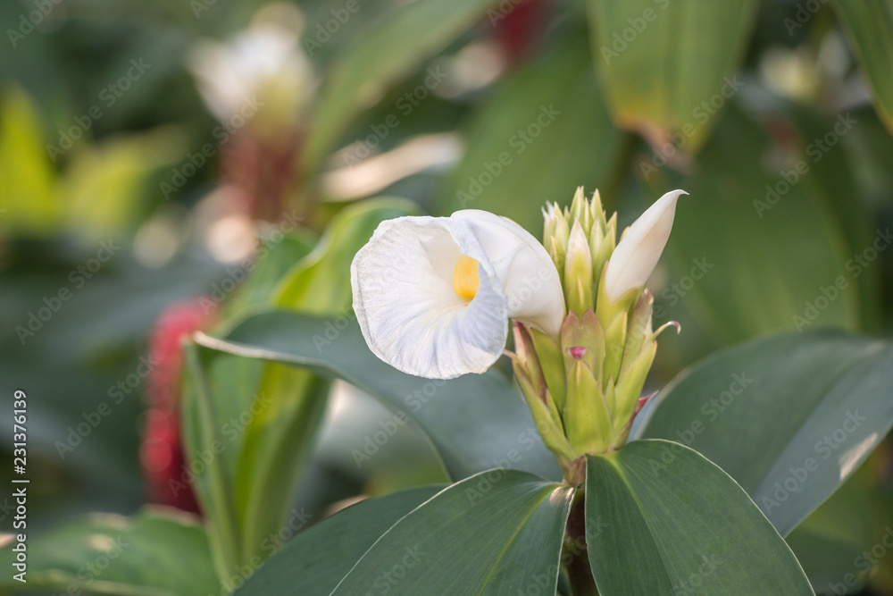 Obraz premium Cheilocostus speciosus flower or Crape Ginger.Family name Costaceae (Spiral Ginger) A colorful blooming Crape Ginger flower in the garden.