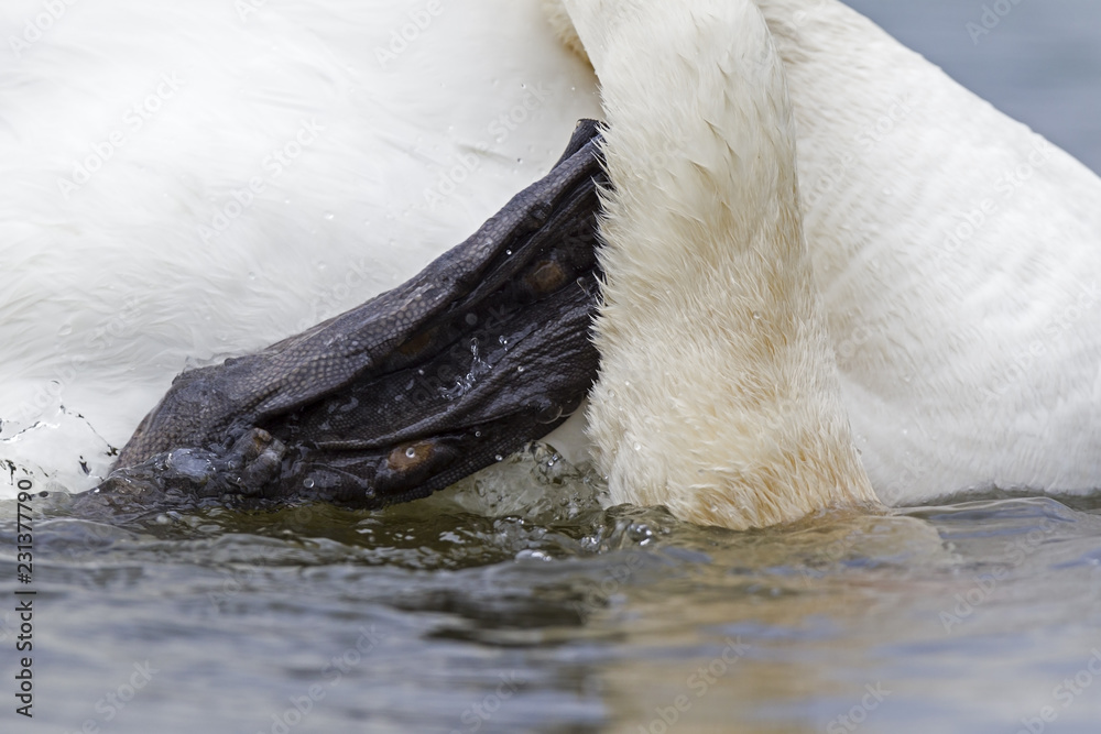 Obraz premium A closeup of a mute swan (Cygnus olor) that is drinking water. With its head still in the water scratching its neck with its leg.