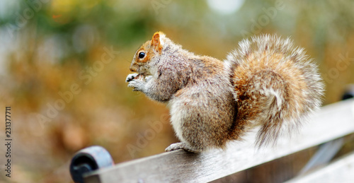 Eastern gray squirrel in Central Park in New York