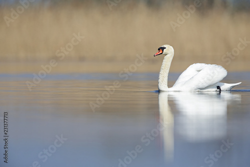 An elegant mute swan  Cygnus olor  swimming in the morning light in a lake.