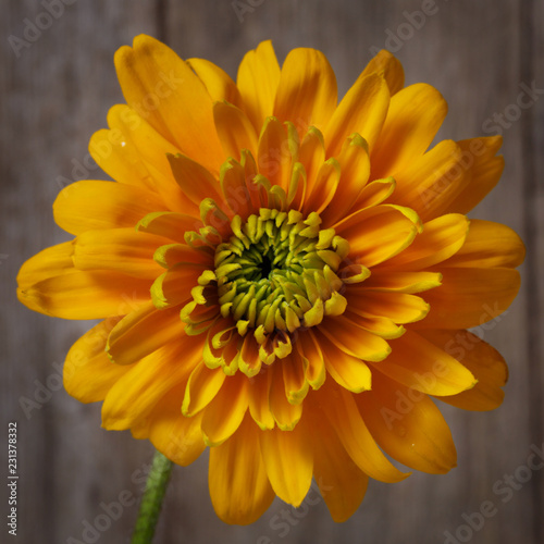 Yellow flower terry coneflowers on the background of a textural old board.